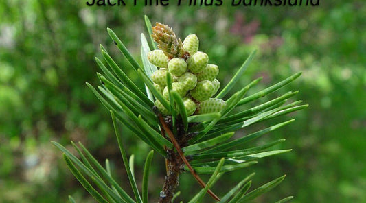 APRIL 2016 OIL OF THE MONTH--JACK PINE!