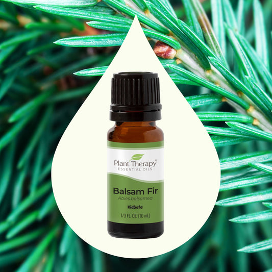 Balsam Fir Essential Oil with ingredient image