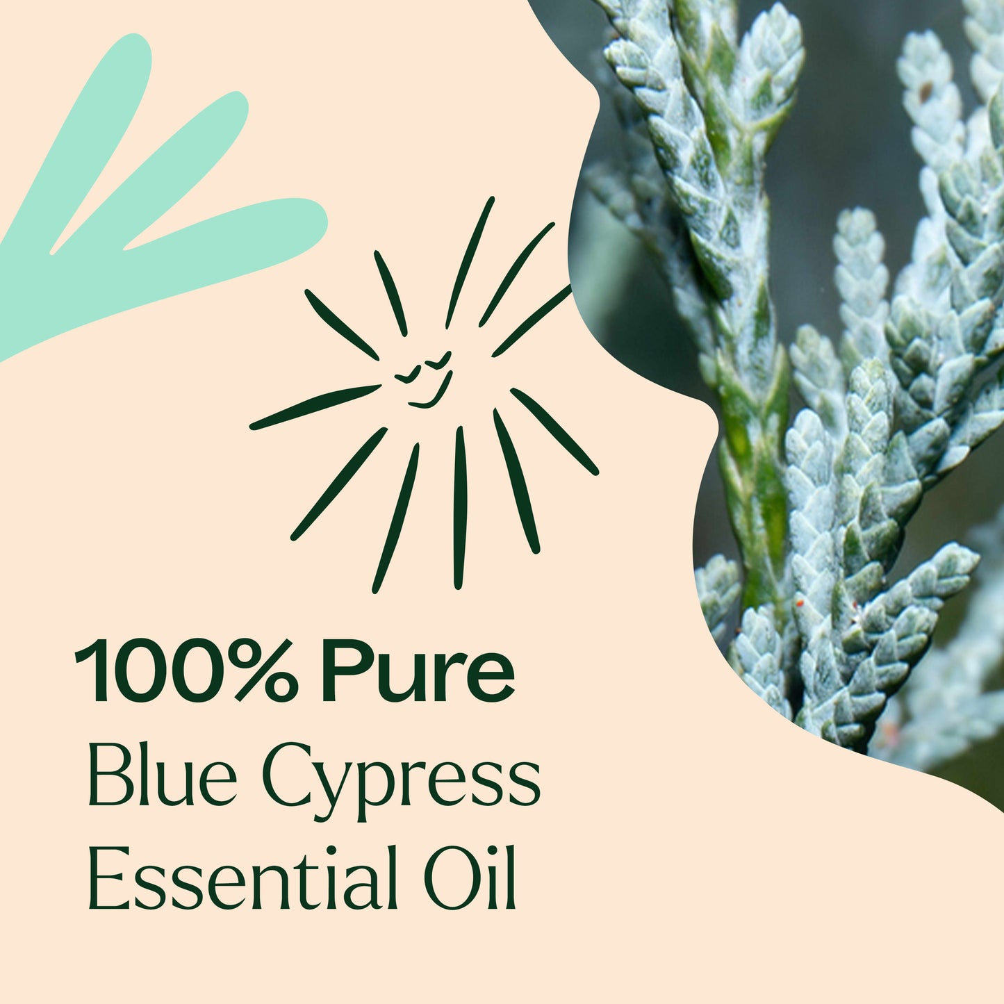 Blue Cypress Essential Oil
