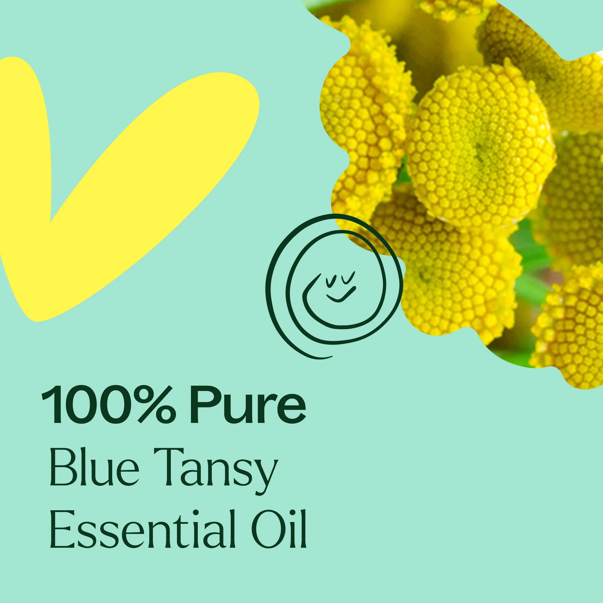 Blue Tansy Essential Oil 1 kg