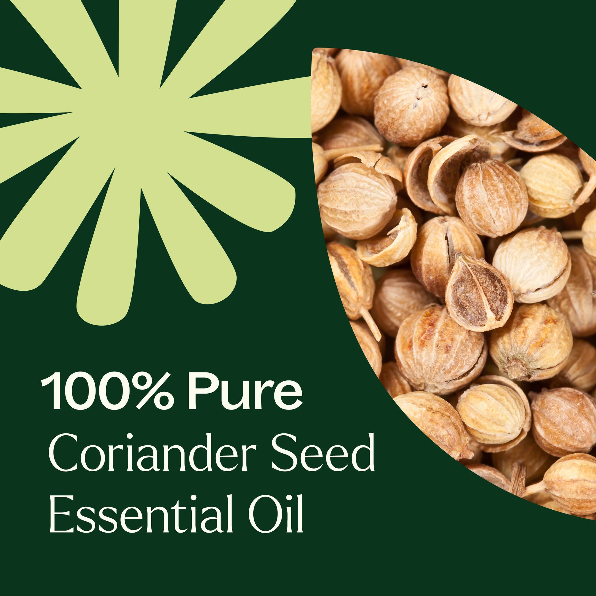 Coriander Seed Essential Oil