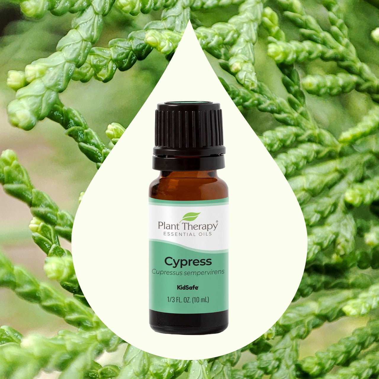 Cypress Essential Oil with key ingredient imagery