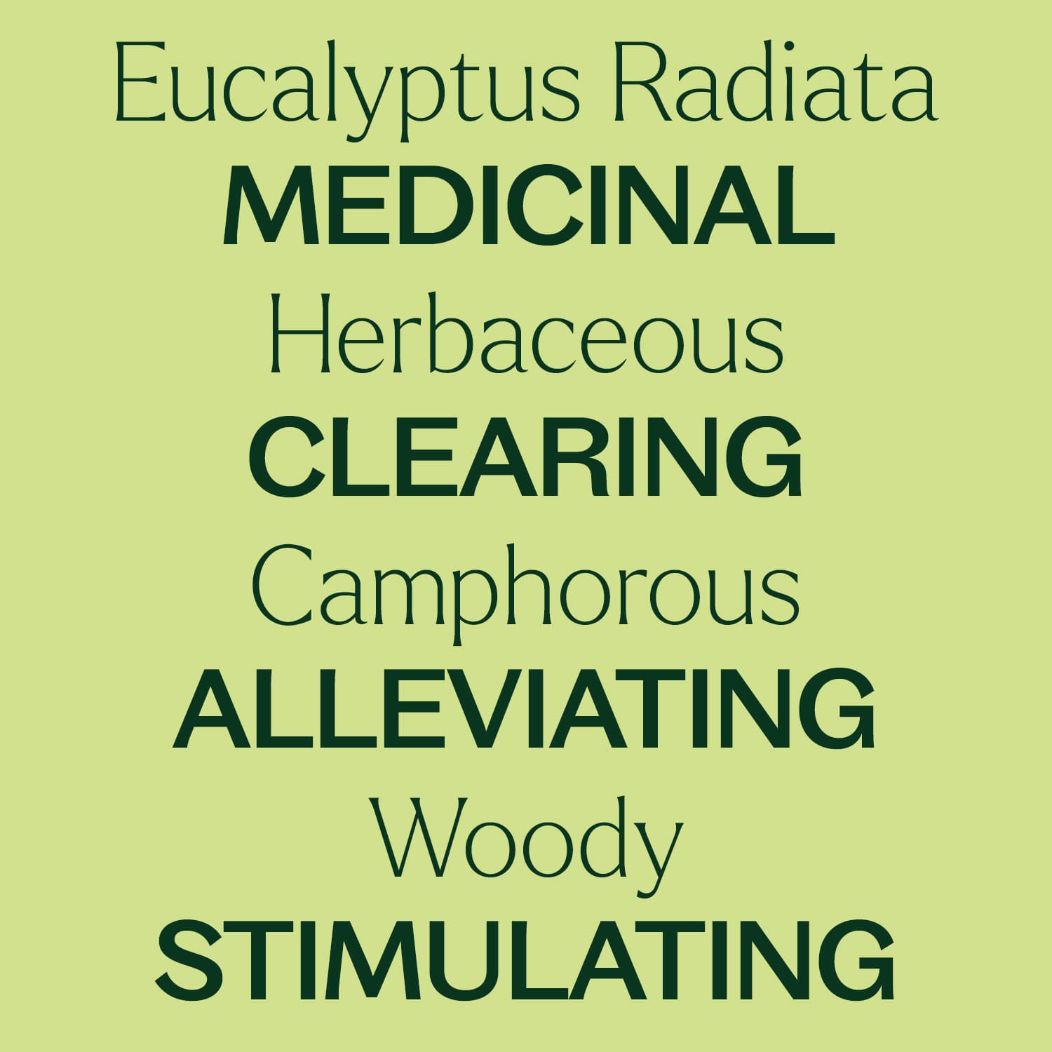 Eucalyptus Radiata Essential Oil