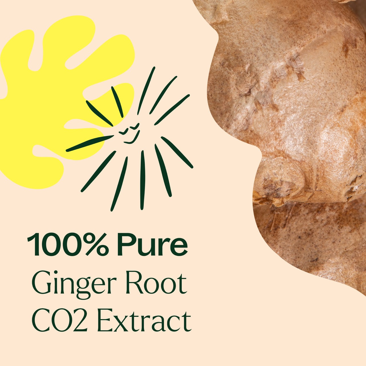 100% pure Ginger Root CO2 Extract