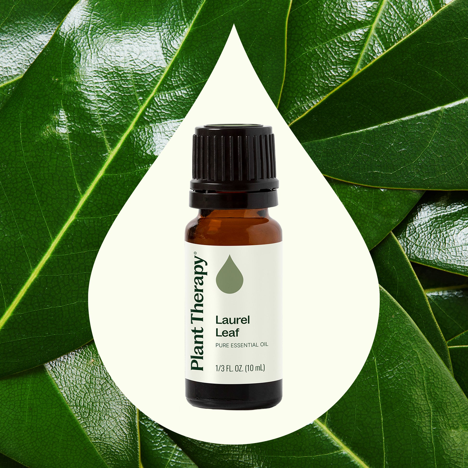 Laurel Leaf Essential Oil
