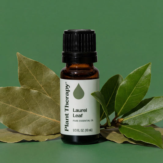 Laurel Leaf Essential Oil
