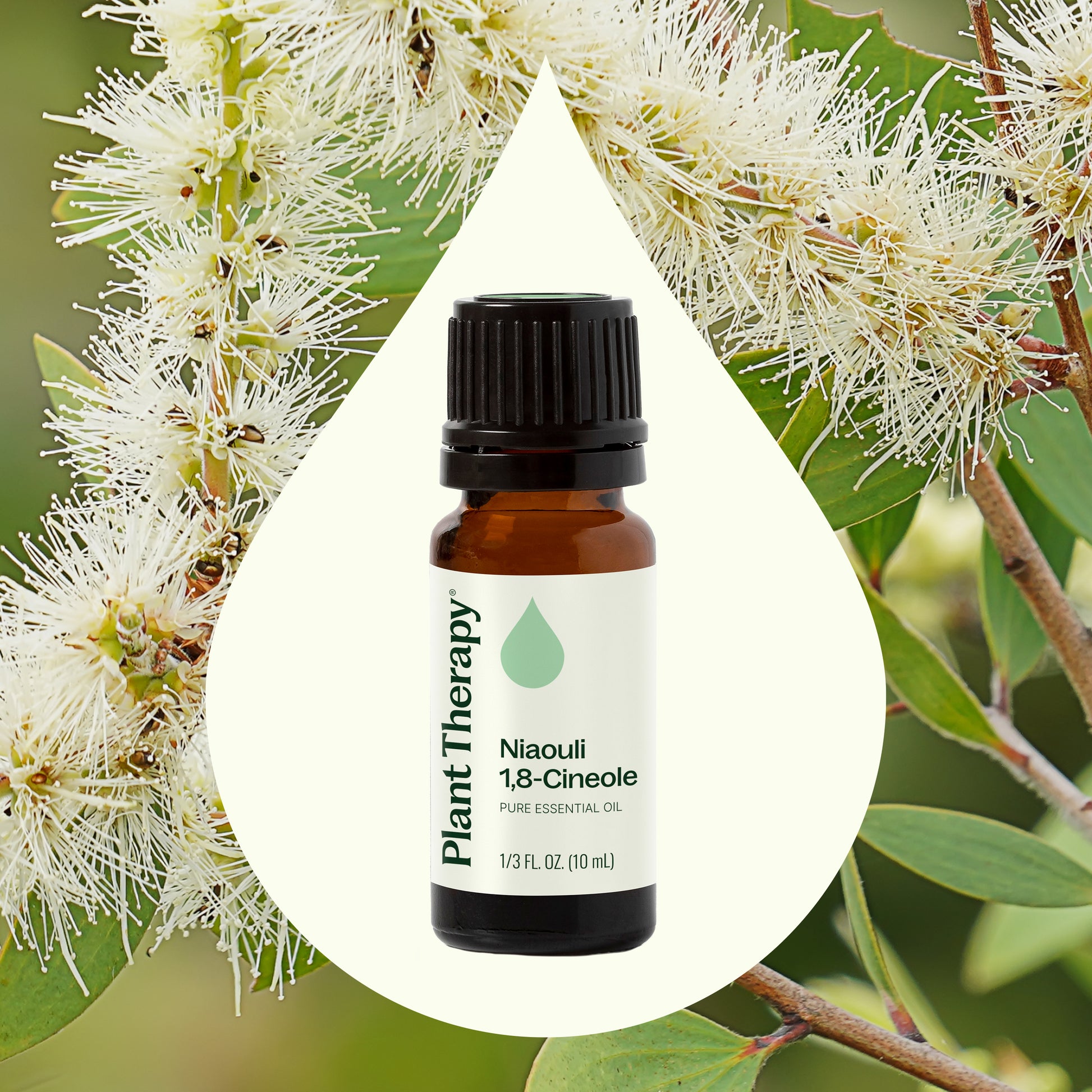 Niaouli 1,8-Cineole Essential Oil
