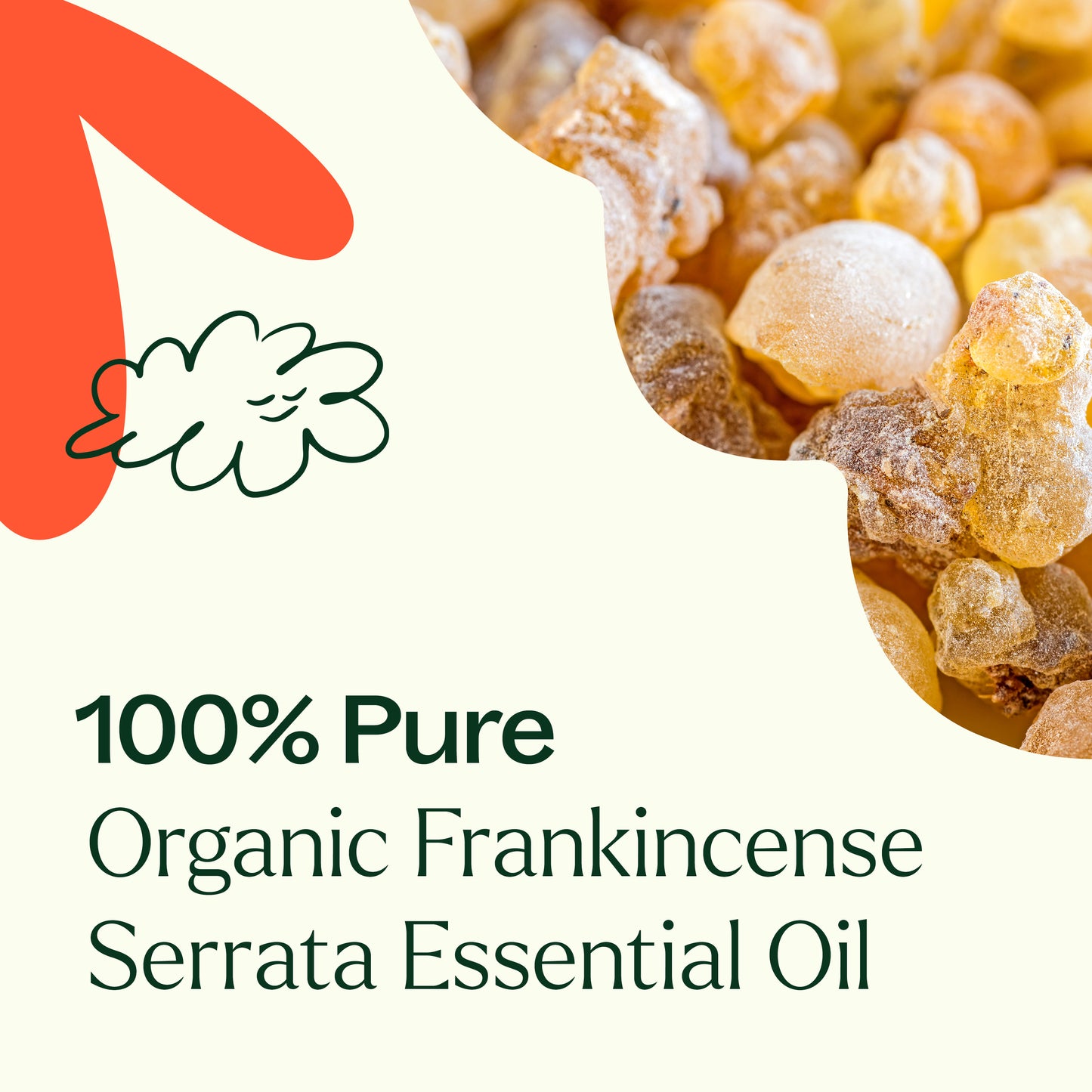 Organic Frankincense Serrata Essential Oil are 100% pure