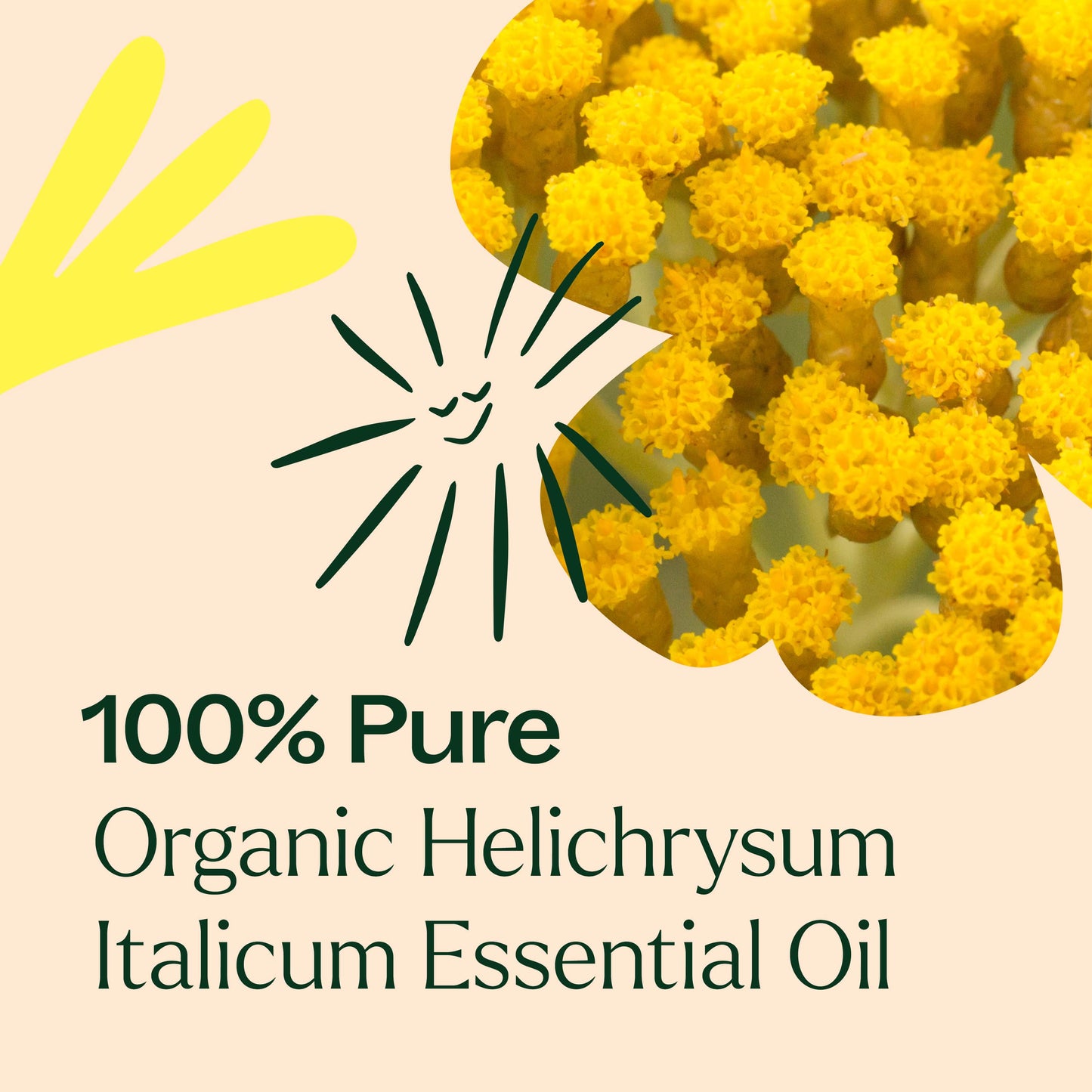 Organic Helichrysum Italicum Essential Oil is 100% pure