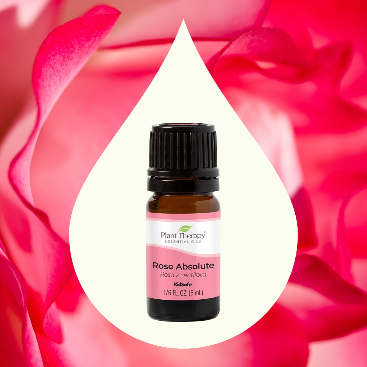 rose absolute essential oil ingredient image