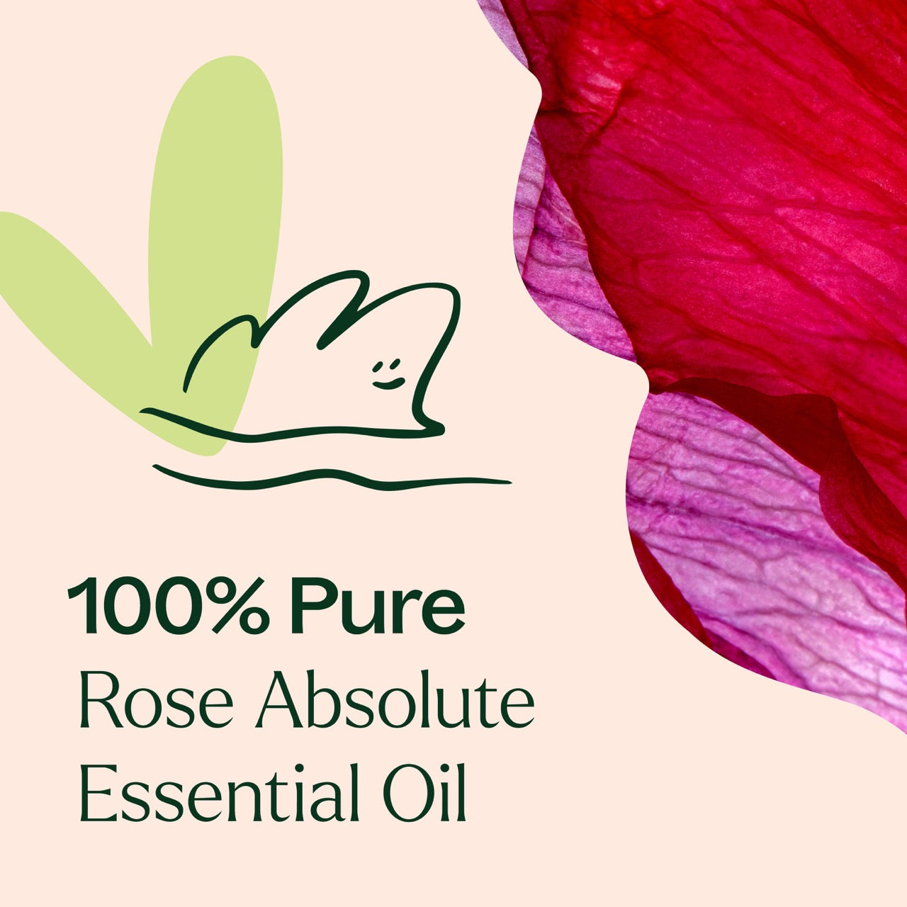 100% pure rose absolute essential oil