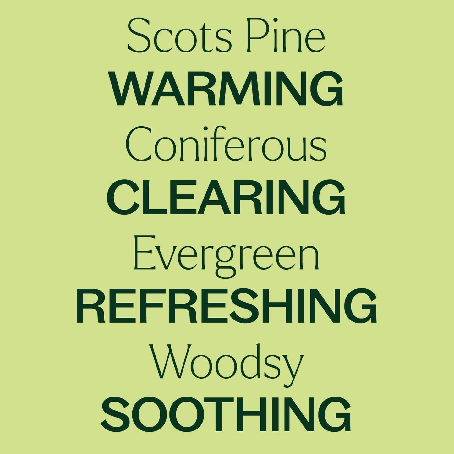 Scots Pine Essential Oil