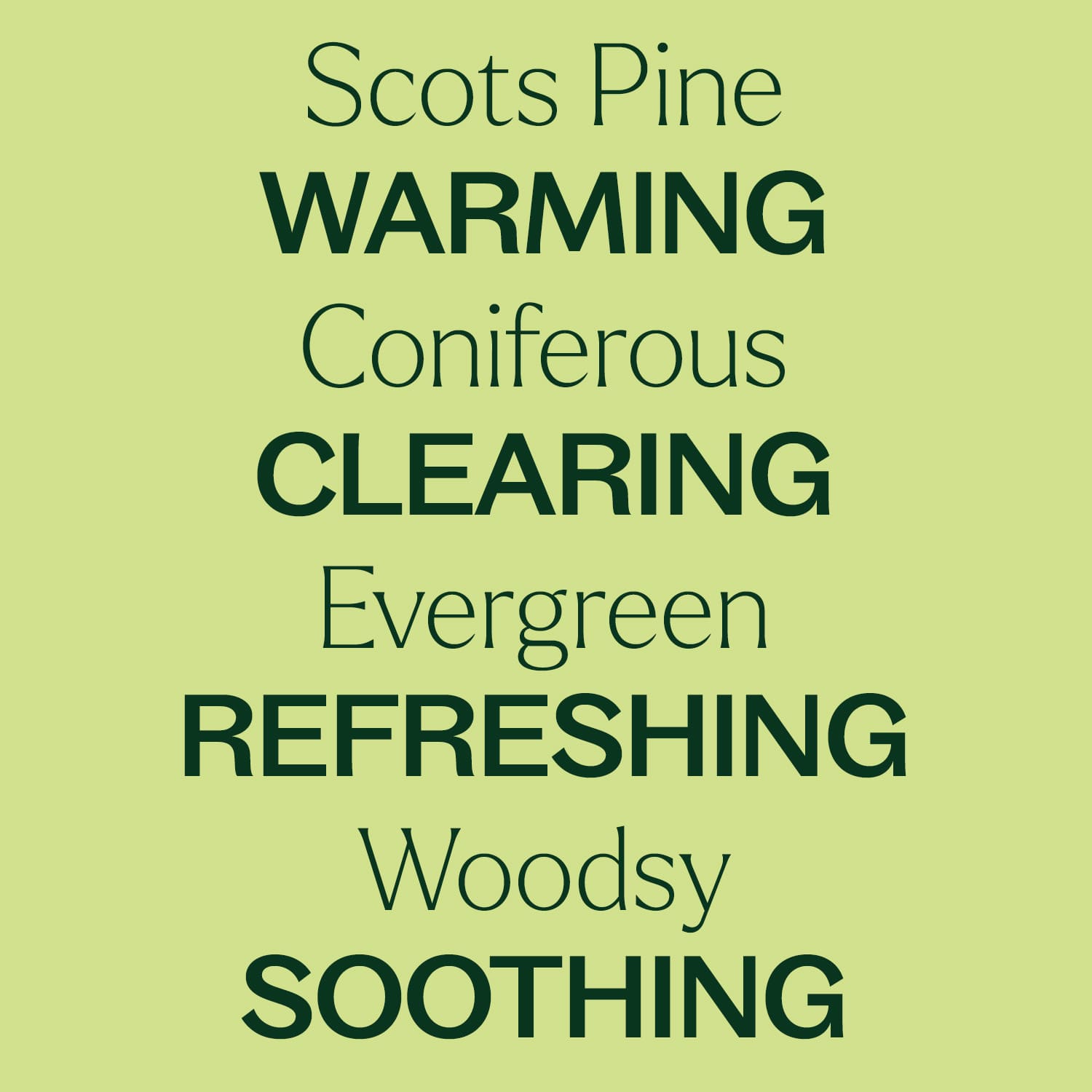 Scots Pine Essential Oil