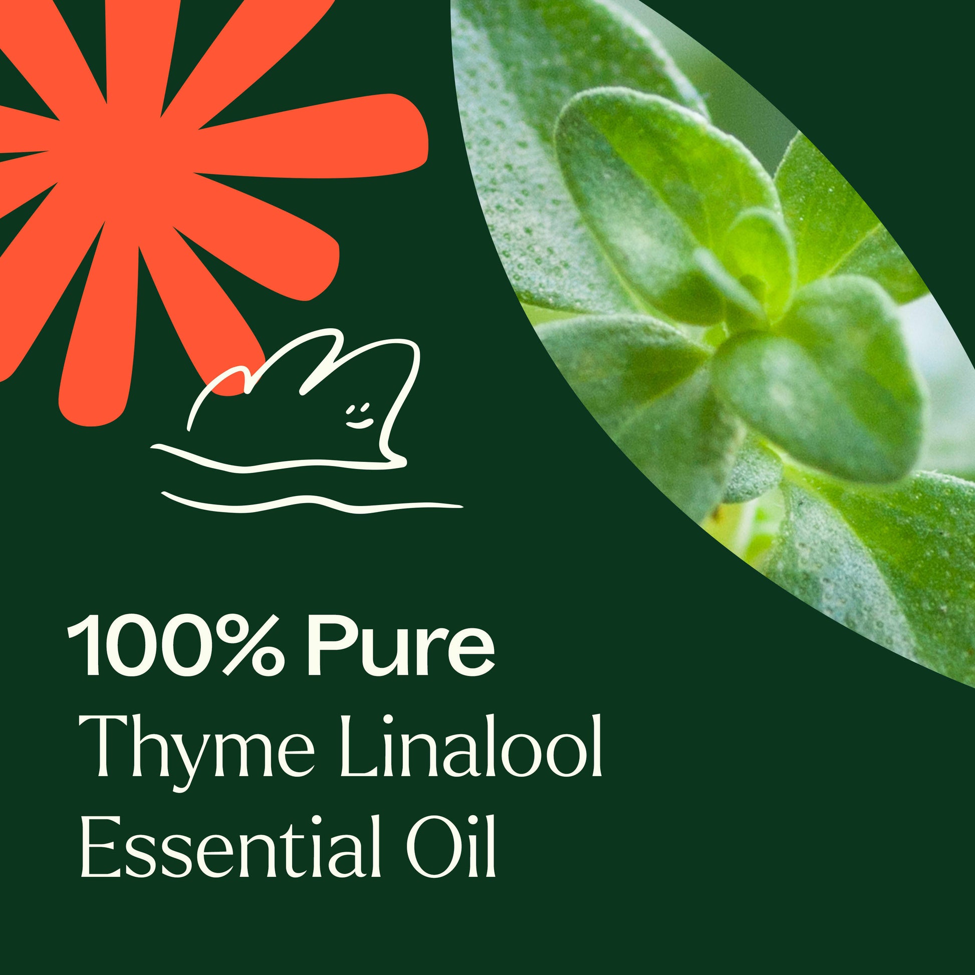 Thyme Linalool Essential Oil