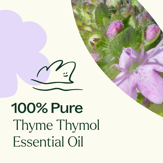 Thyme Thymol Essential Oil