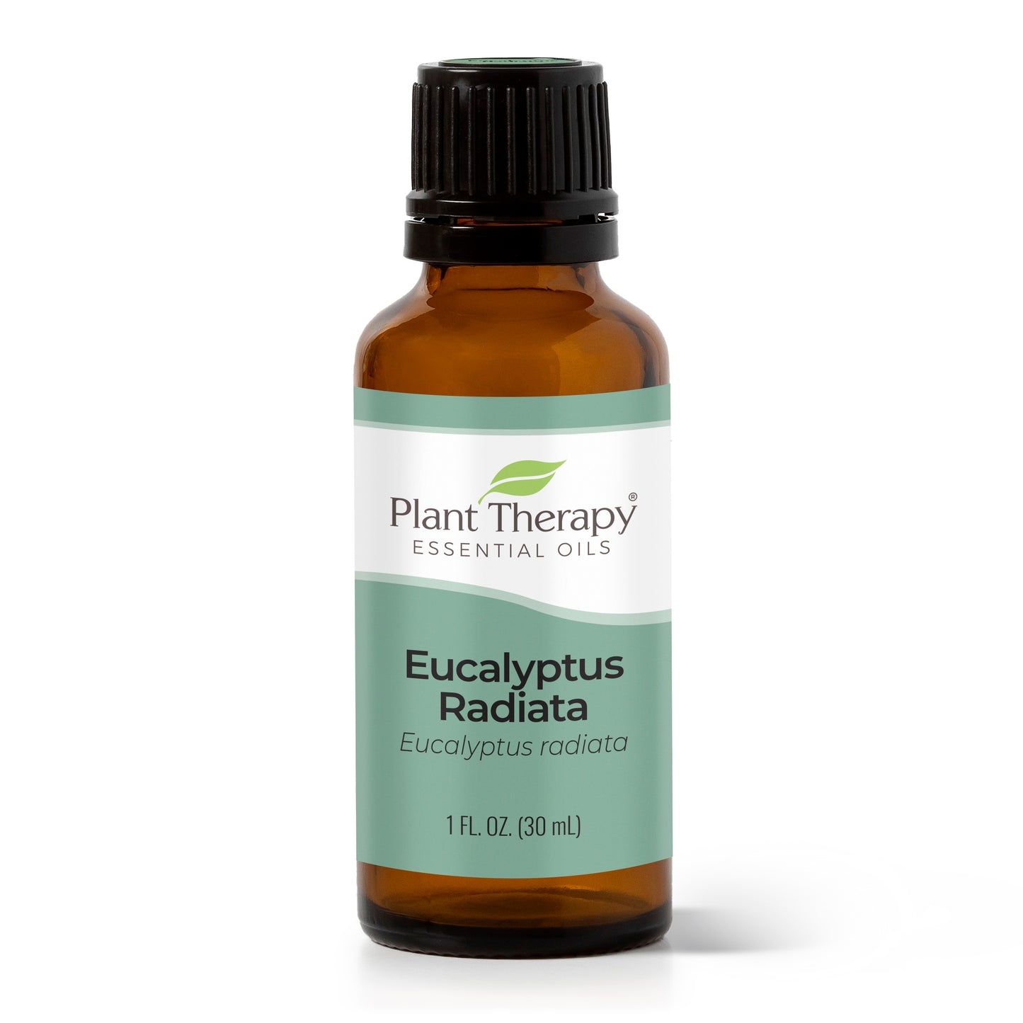 Eucalyptus Radiata Essential Oil