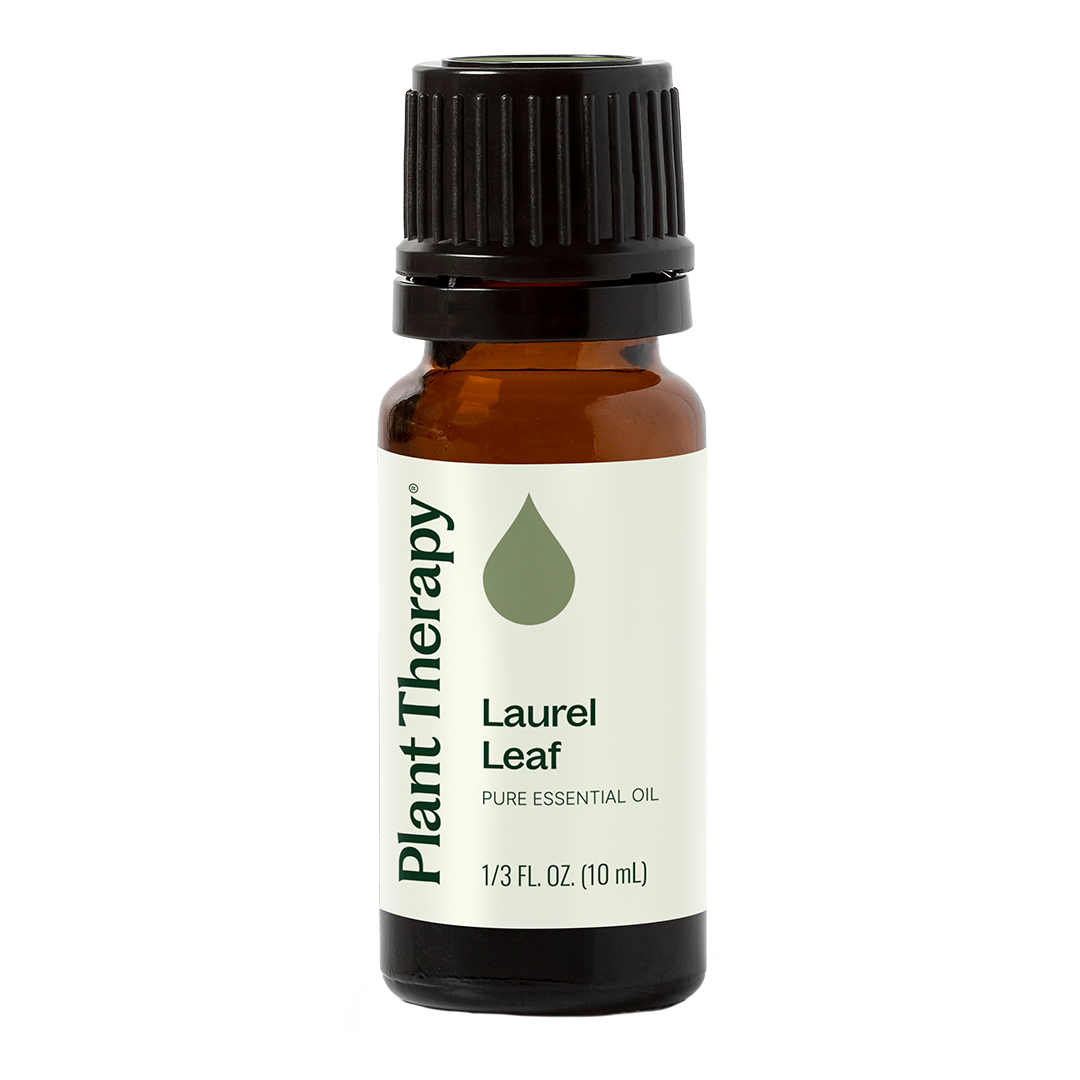 indoor plant leaf oil Laurel Leaf Essential Oil – Plant Therapy