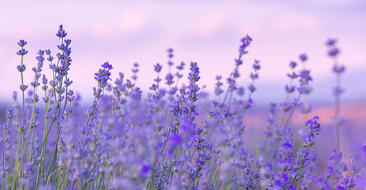 Which Lavender Essential Oil Is Right for You?