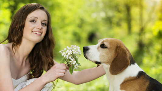 Are Essential Oils Safe for Dogs and How to Use Them
