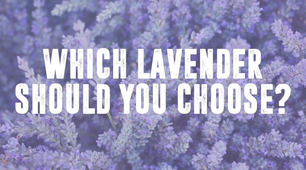 Lavender vs Lavender Fine vs Lavandin