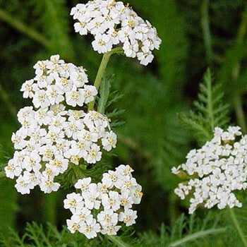 February Oil of the Month - Blue Yarrow