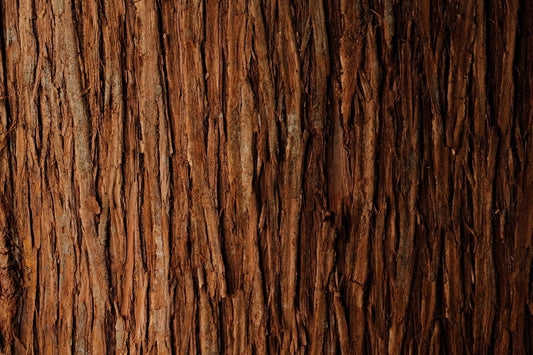 Cedarwood Essential Oil Types And How To Choose The Right One
