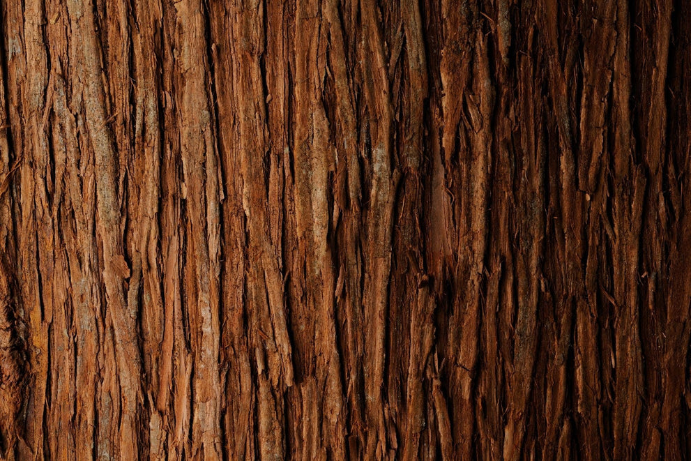 Cedarwood Essential Oil Types And How To Choose The Right One