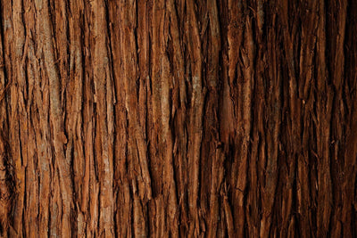 Which Cedarwood Essential Oil Should I Choose?