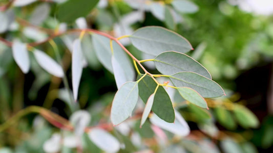 Eucalyptus Oil Benefits For Everyday Wellness