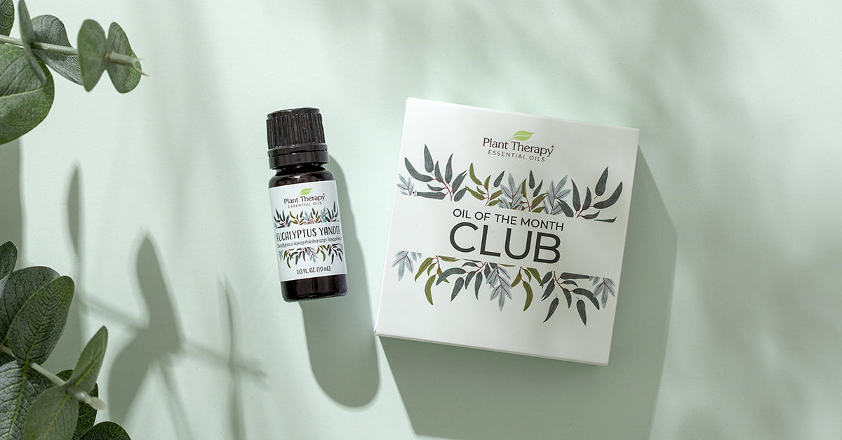 Refreshing Eucalyptus Yandee