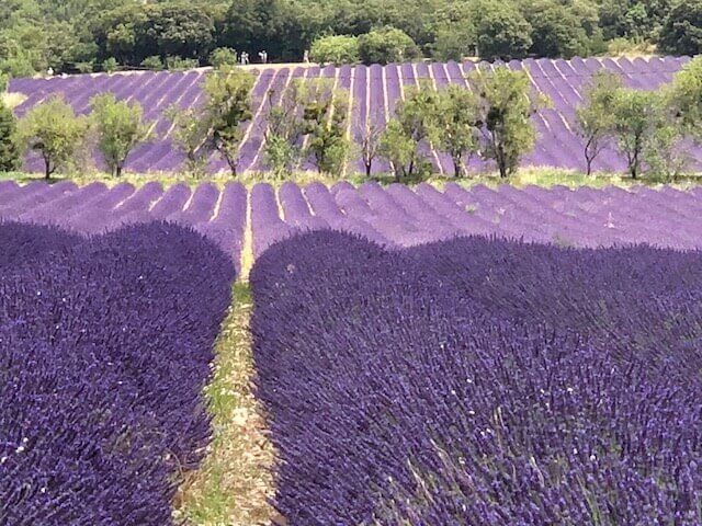 Fragrance, Fields, and All the Feels