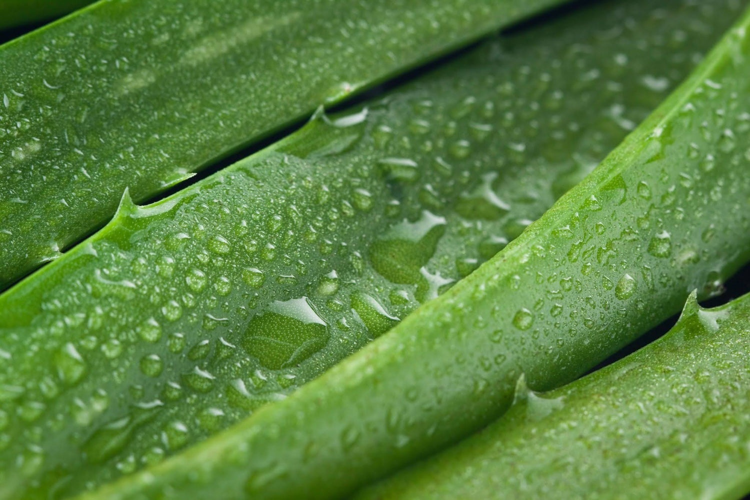 Is Aloe Vera Good For Your Face And How To Use It