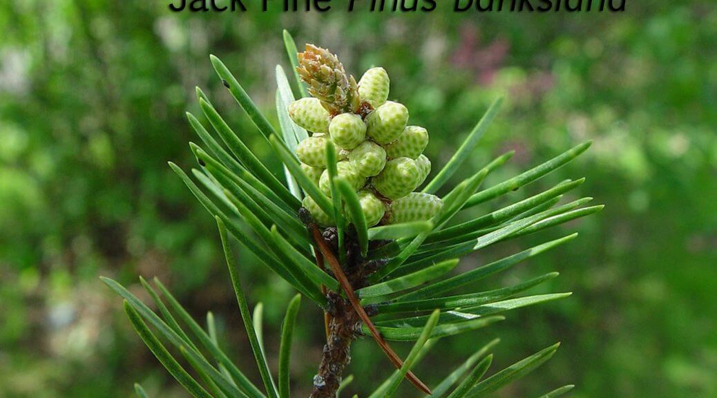 APRIL 2016 OIL OF THE MONTH--JACK PINE!