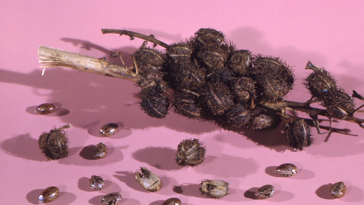 Learn Benefits Of Castor Oil In The Belly Button