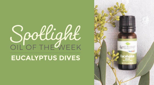 Eucalyptus Dives: Essential Oil Spotlight of the Week