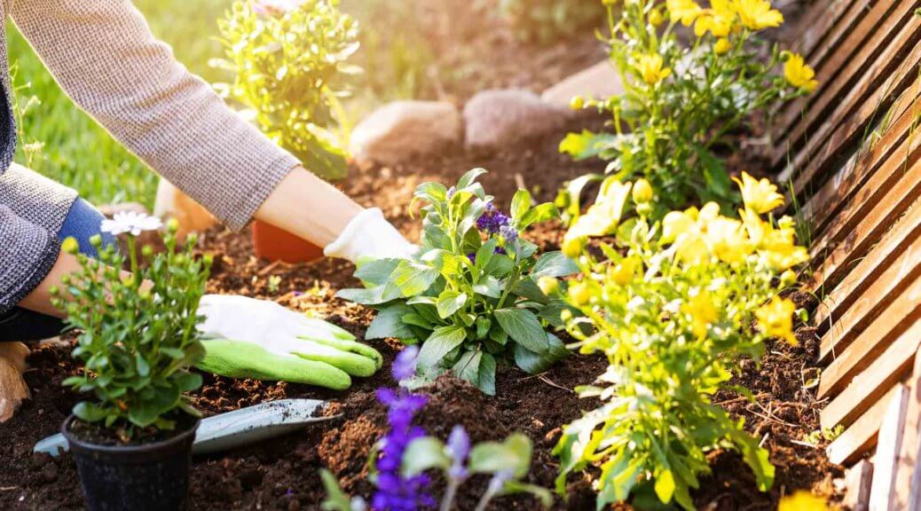 Essential Oils and Gardening: Natural Tips for Maintaining Your Garden
