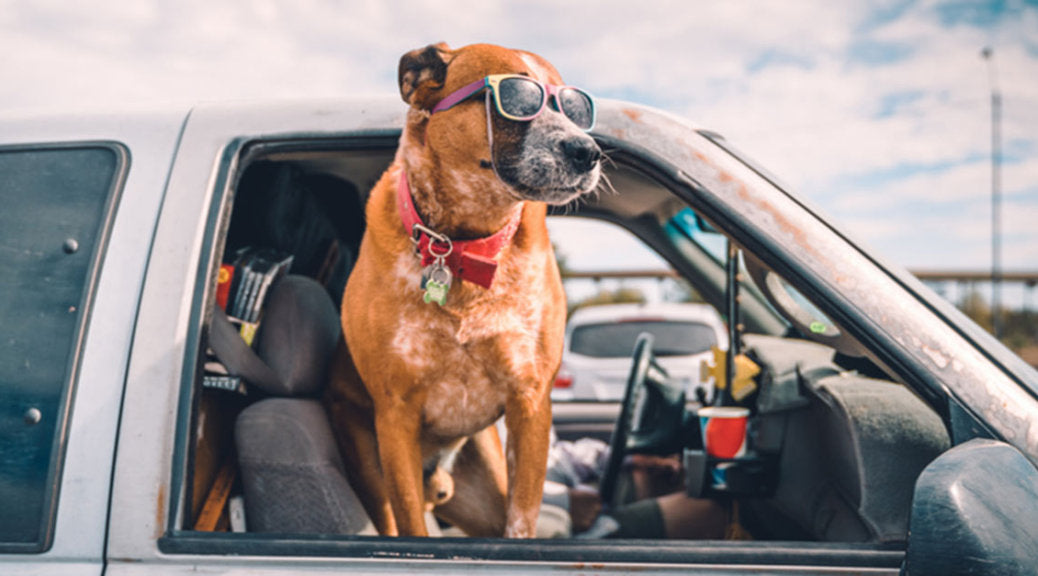 Six Natural Ways Keep Your Furry Friends Safe This Summer