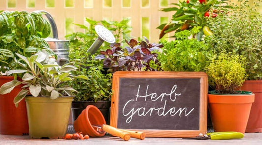 Healing Garden: Growing Herbs for Natural Health