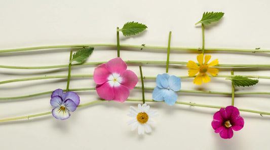 Top, Middle and Base Notes: A Comprehensive List