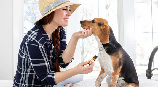 Essential Oils and Dogs