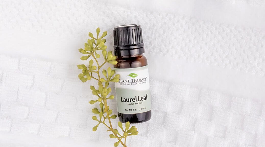 Our Top 4 Ways to Use Laurel Leaf