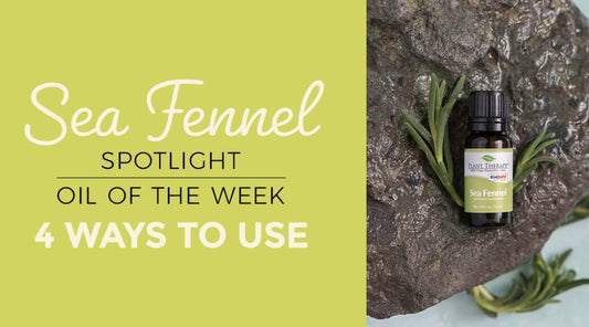 Top 4 Ways to Use Sea Fennel Essential Oil