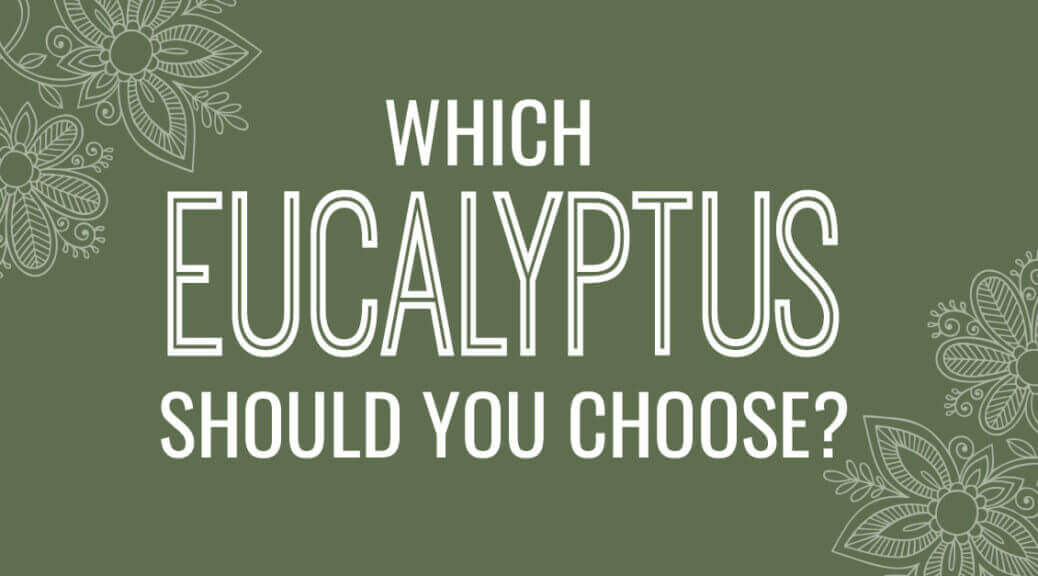Which Eucalyptus Essential Oil Should I Choose?
