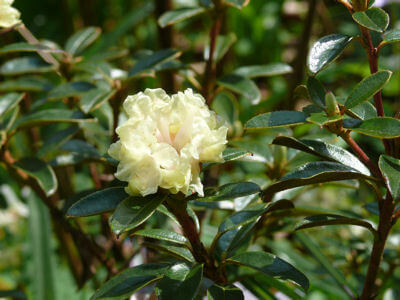 July Oil of the month- Rhododendron