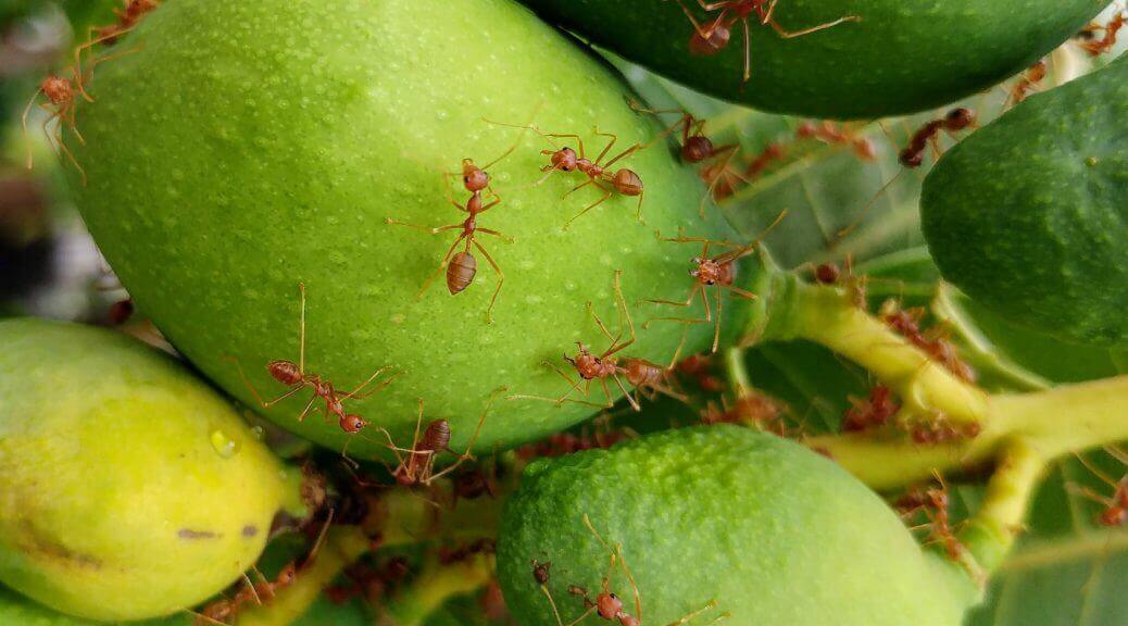 Essential Oil Fire Ant (Bug Bite) Remedy