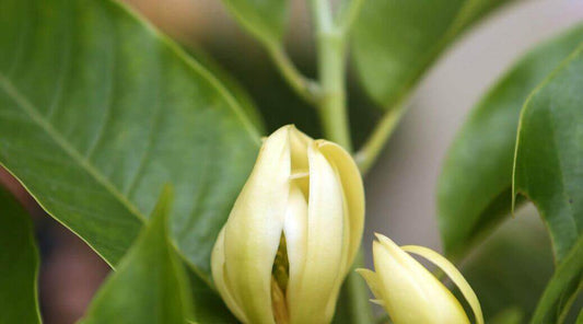 All About Magnolia Flower