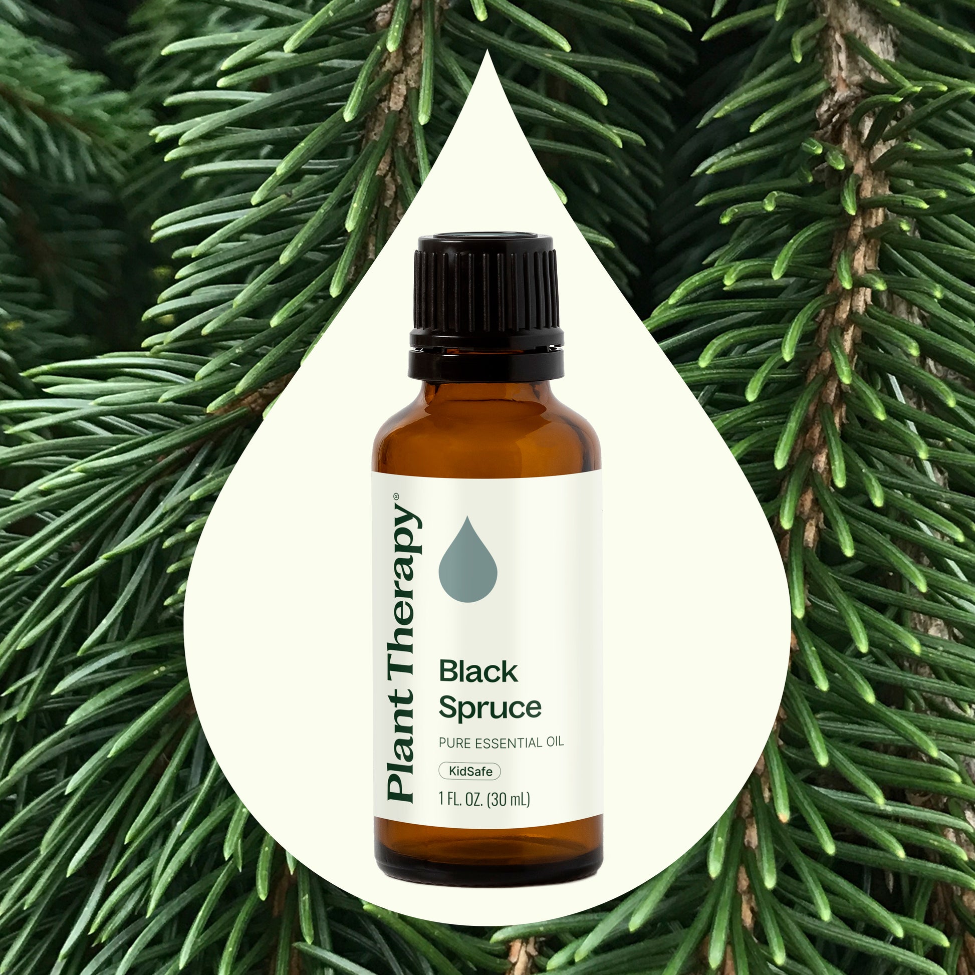 Black Spruce Essential Oil