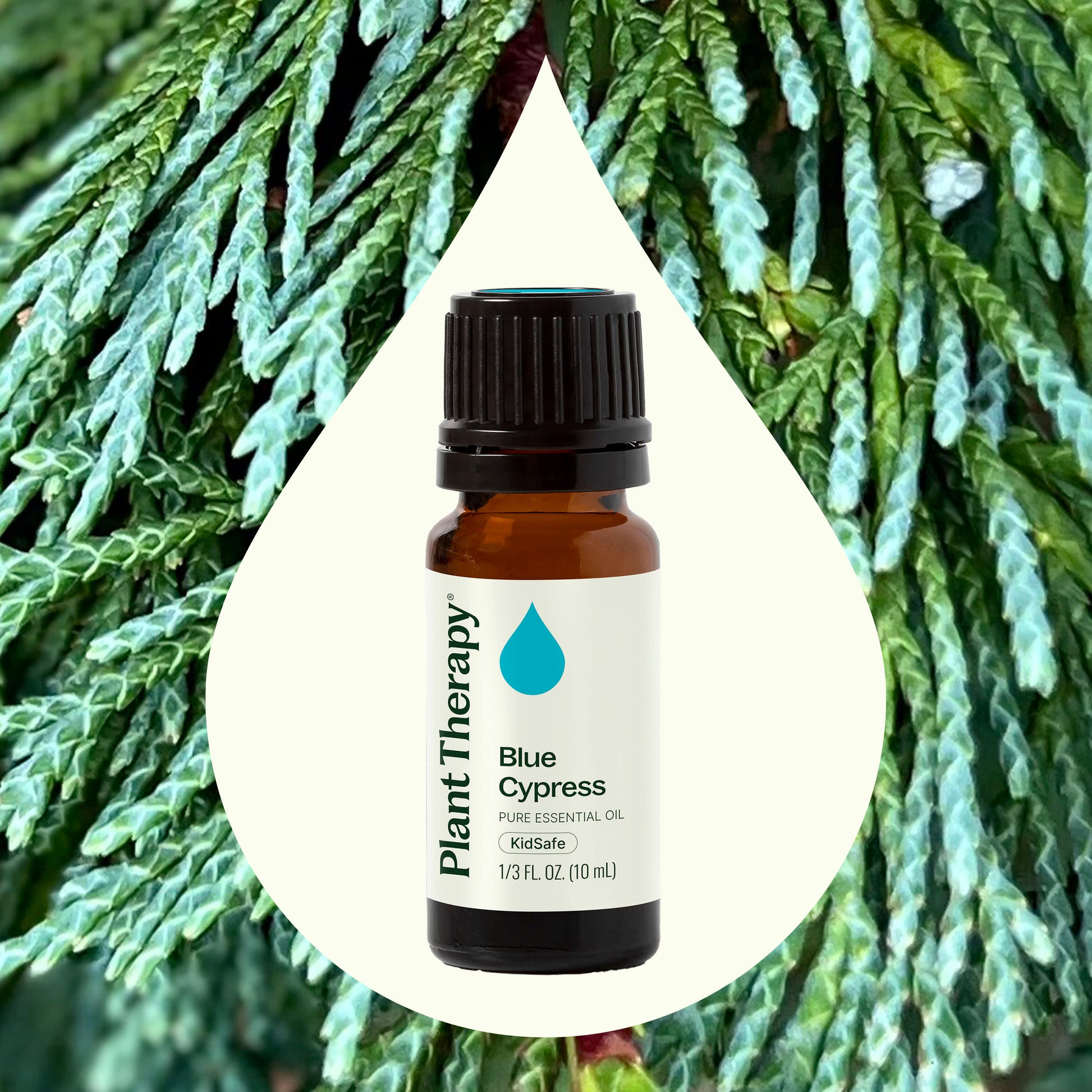 Blue Cypress Essential Oil