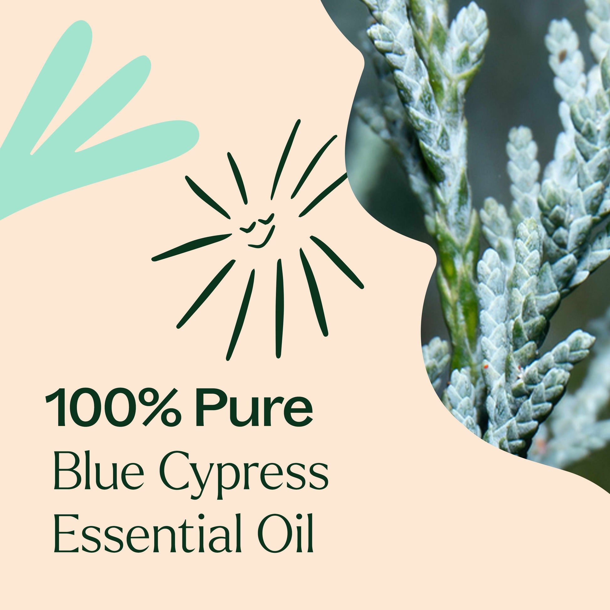 Blue Cypress Essential Oil