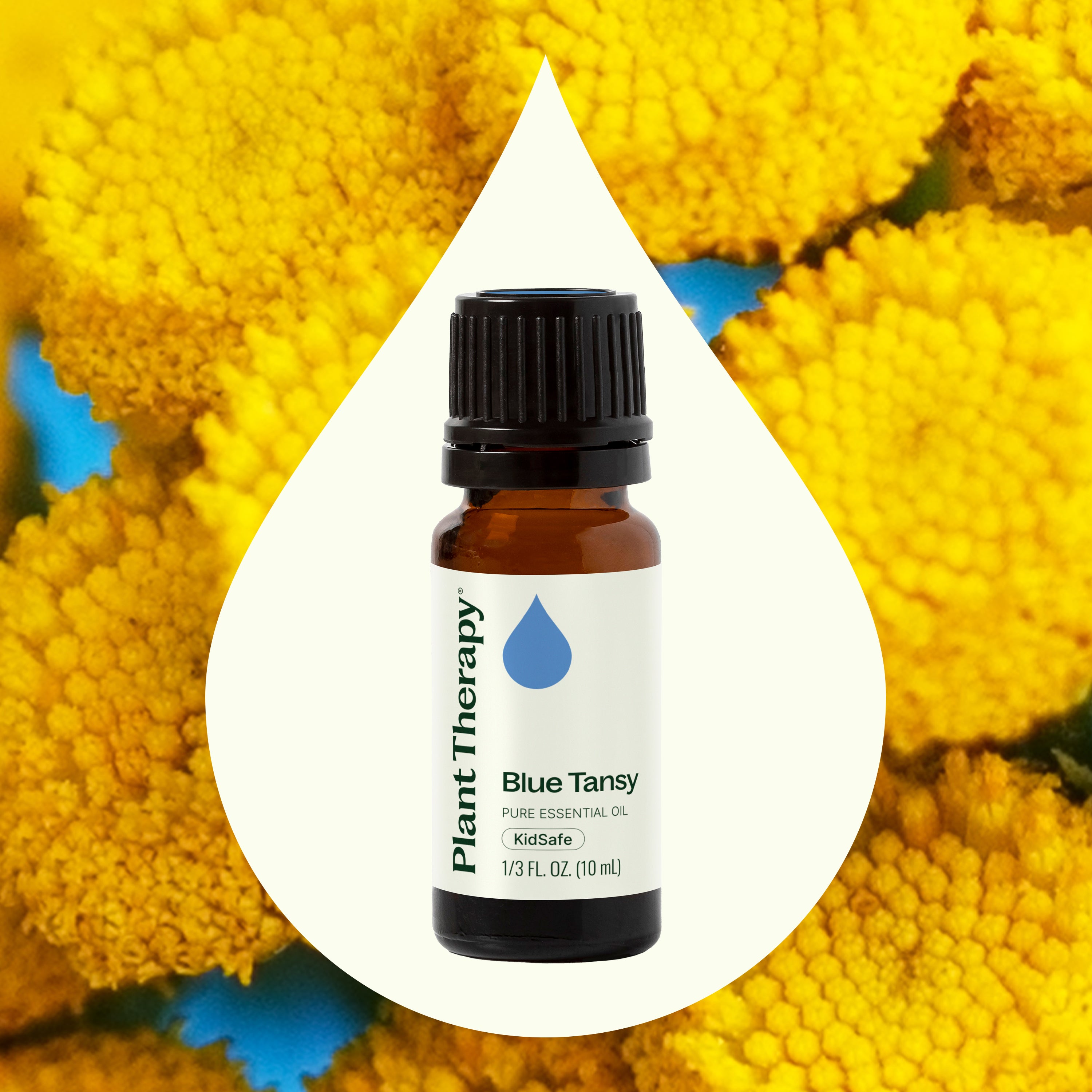 Blue Tansy Essential Oil – Plant Therapy